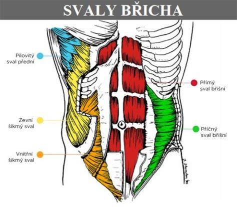 Infografika: anatomická orientácia brušnej dutiny a miest možného krvácania