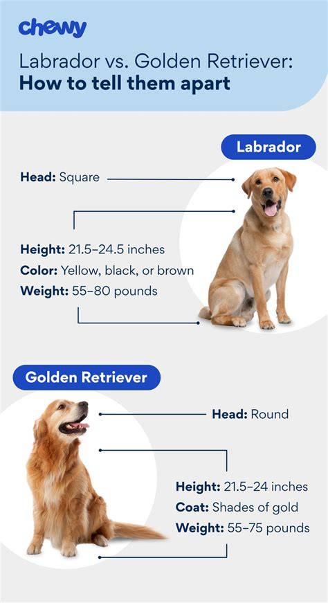 img_lab_retriever_overview