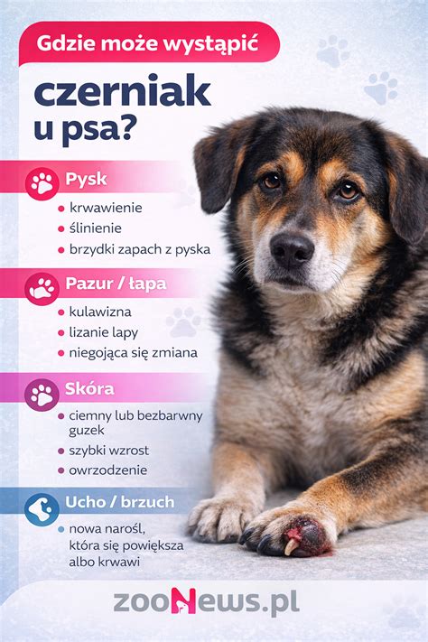 Infografika: Cesta výchovy psa od šteňaťa po dospelého