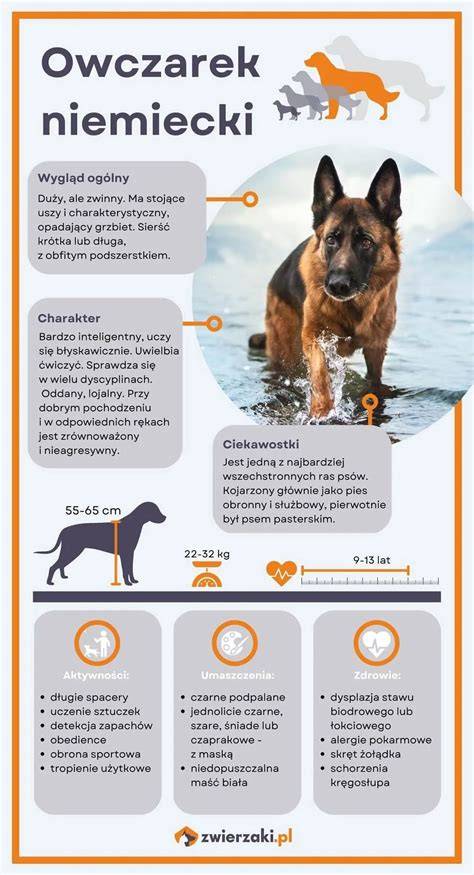 Infografika: Pôvod a šírenie novofundlandského psa