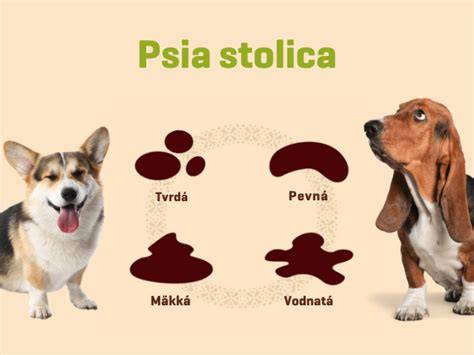 Infografika: Základné vitálne znaky zdravia psa a čo znamenajú