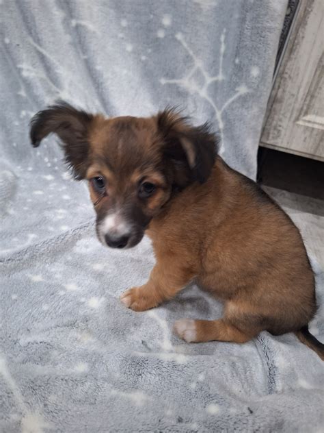 Šteniatko pri miske s krmivom