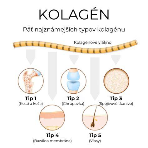 Infografika: Ako funguje kolagén v tele psa a jeho vplyv na kĺby