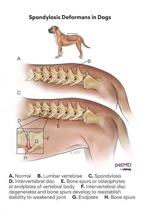 Infografika: anatomy of canine spine and common sites of spondylosis