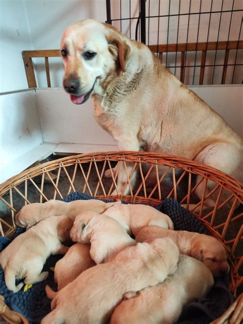 šteniatka labradorského retrievera v košíku