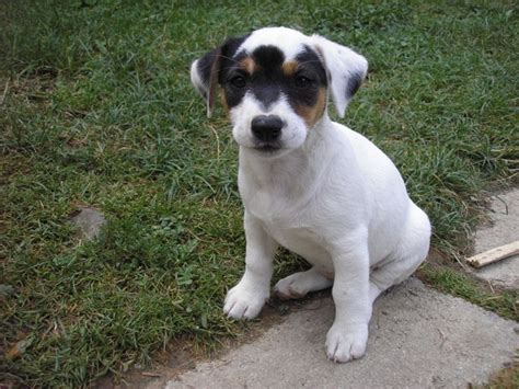 vyziva_kynologi.png - tipy na výživu pre Jack Russell teriérov