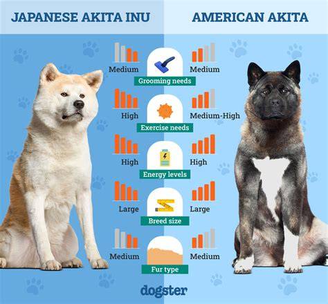 Infografika: Pôvod a vývoj Akita Inu