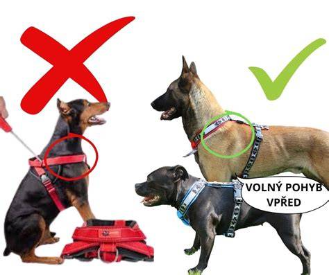 Porovnanie obojok vs. postroj a tipy na výcvik
