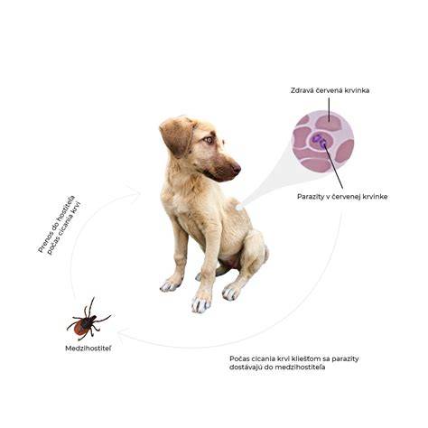 Infografika o priebehu boreliózy u psov: od prisatia kliešťa po diagnostiku a liečbu