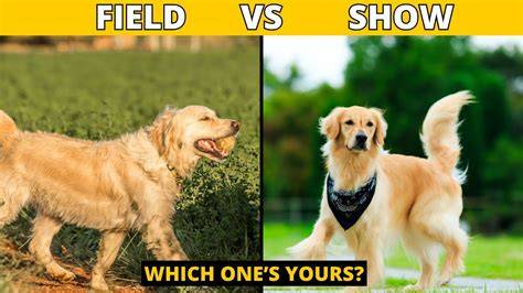 Grafika: rozdielne línie chovu a práce labradorov (show vs field)