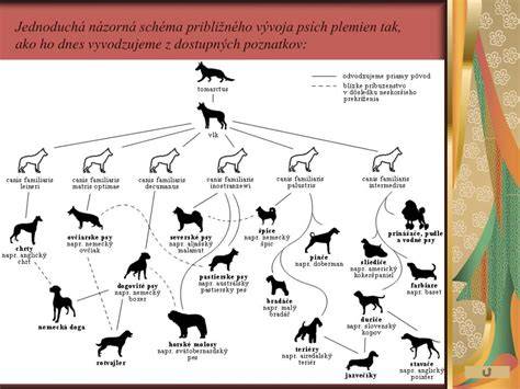 Infografika: Vývoj psích plemien a ich historických rolí