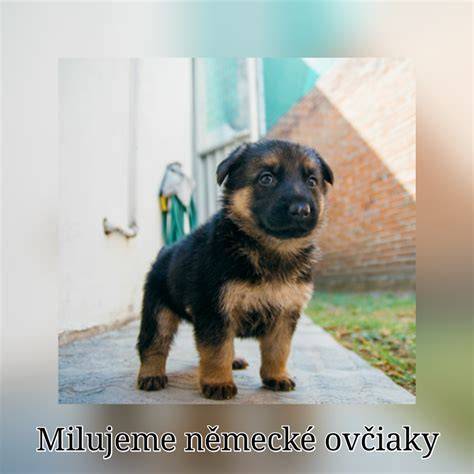 Obrázok: Graf aktivít ideálnych pre nemecké ovčiaky