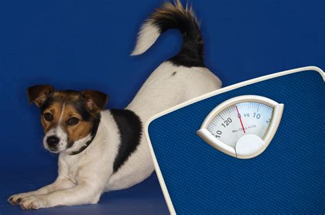 Infografika: Porovnanie veľkosti a hmotnosti nemeckej dogy a Jack Russell teriéra