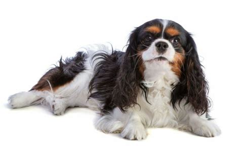 Ilustrácia šteniatka Cavaliera King Charles Španiela