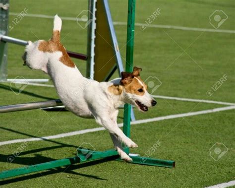 Schéma tréningových aktivít pre jack russell teriéra: obedience, agility, hide-and-seek
