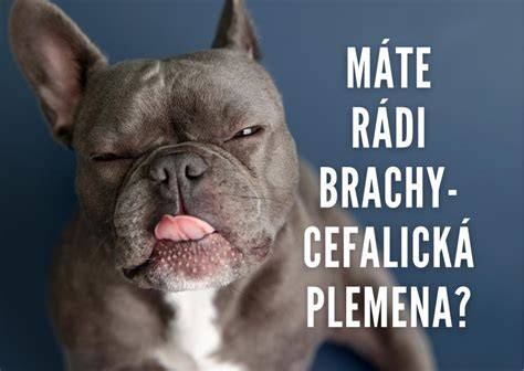 Foto: Brachycefalické plemená a ich charakteristické znaky