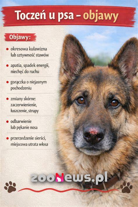 Infografika: Rozpoznanie symptómov dýchacích problémov u psa