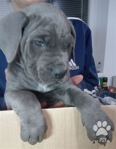 Šteniatko Cane Corso s dospelým psom pri hre.