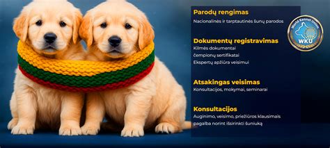 Infografika: základné povely psa (Štekaj, Aport, Kladina)