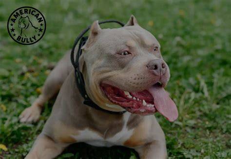 Všeobecný prehľad exteriéru american bully: kompaktné telo, hranatá hlava, široká tlamа a V-úši