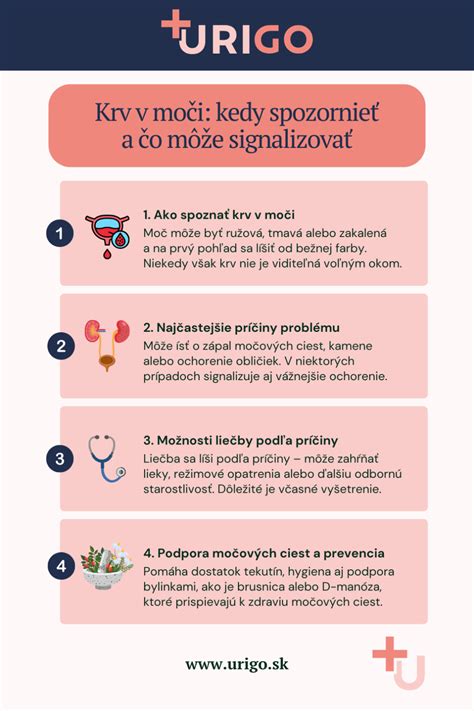 Infografika: Sprievodca prípravou na narkózu u psa