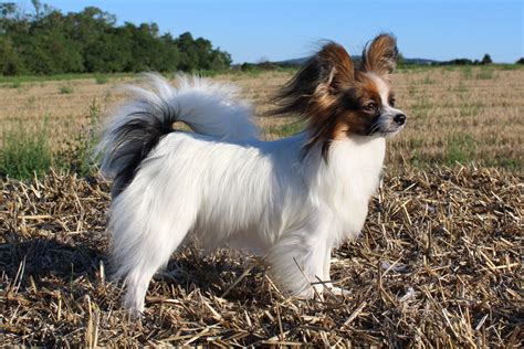 História plemena papillon