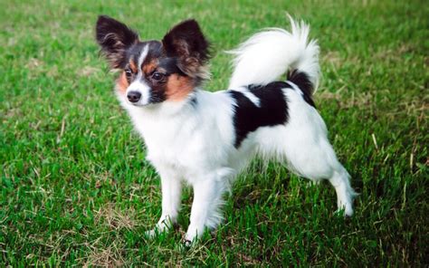 Štruktúra tela papillona