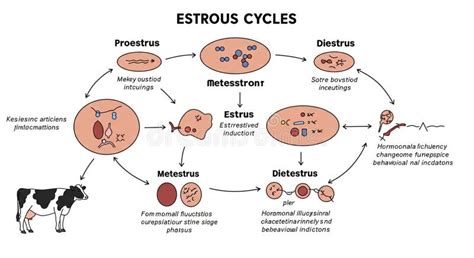 Schéma fáz hárania: proestrus, estrus, metestrus, anestrus
