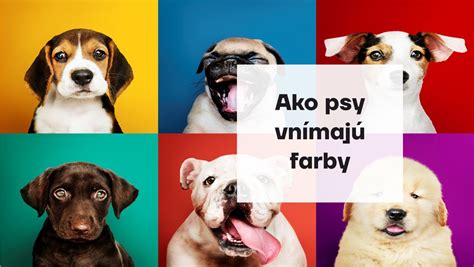 Infografika: Ako psy vnímajú svet farieb a zvuky