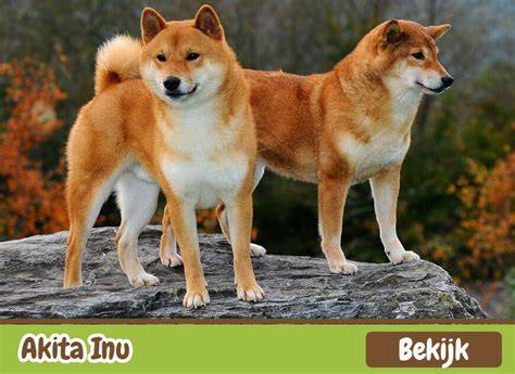 Infografika: Vzťah výšky, hmotnosti a veku Akita Inu
