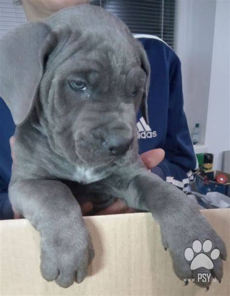 Infografika: Ako správne pripraviť a vykúpať Cane Corso šteniatko