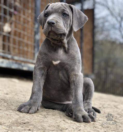 Bandog - vizuálna ukážka impozantného psa s krátkou srsťou a robustnou stavbou tela