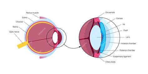 Infografika: schéma očného oka a mechanizmu glaukómu