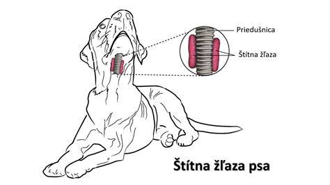 Diagram typu zrakových ochorení u psov (okulárne štruktúry)