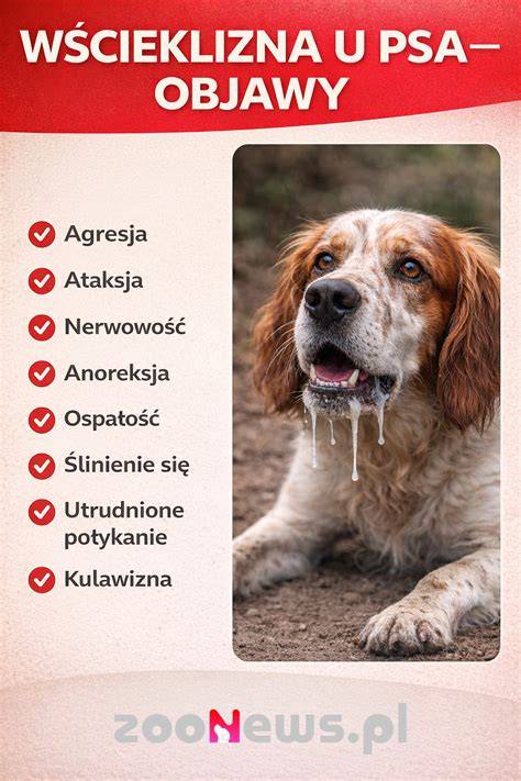 Infografika: Faktory ovplyvňujúce spánok psa a signály vyžadujúce veterinárnu starostlivosť