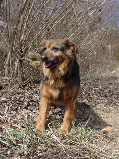 Fotografia psíkov na adopciu v meste