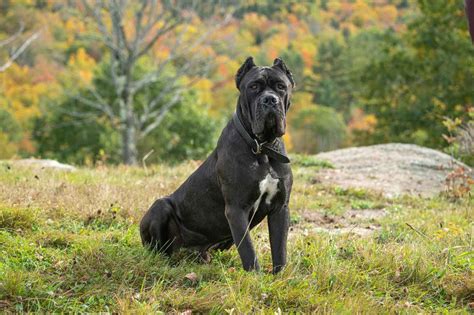 Rodina s psom Cane Corso