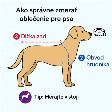 Infografika: Základné meranie psa (dĺžka chrbta, obvod hrudníka, obvod krku)