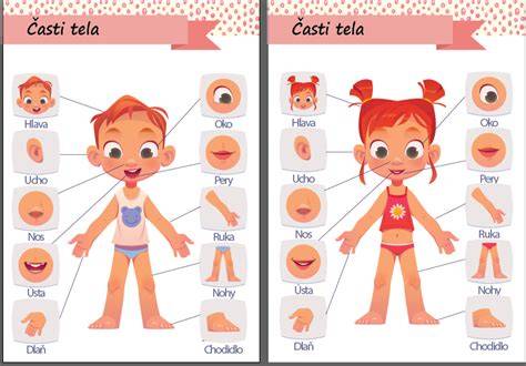 Infografika: Časti tela mallorskej dogy a ich rozmery
