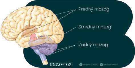 Infografika: Mozog psa a jeho citlivosť na emočné signály