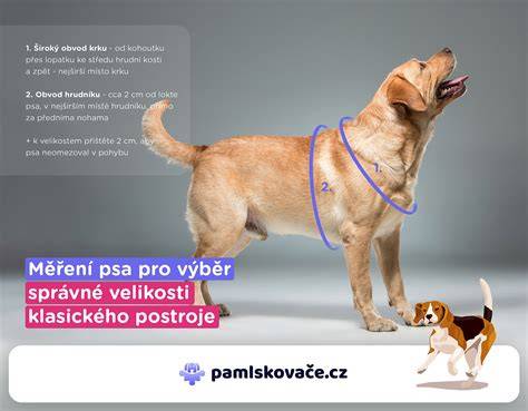 Infografika: Ako správne merať postroj pre psa (typy, rozmery, udržateľnosť)