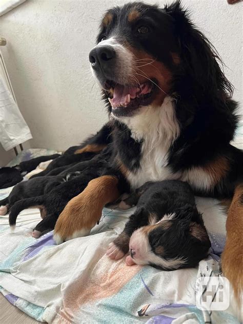 Dve šteniatka, jedno Bernského salašnického psa a druhé Nemeckého ovčiaka, vedľa seba