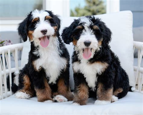 Ilustrácia rodiny s Bernedoodle