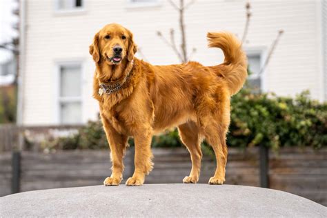zlaty-retriever-psi-na-krytie
