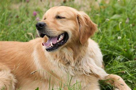 zlaty retriever hrajuci sa s detmi
