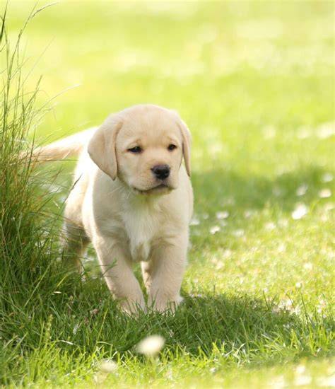 Obrázok: Labrador Retriever v plavebných akciách