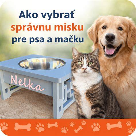 Infografika: Ako motivovať psa k pití vody a vybrať správnu misku