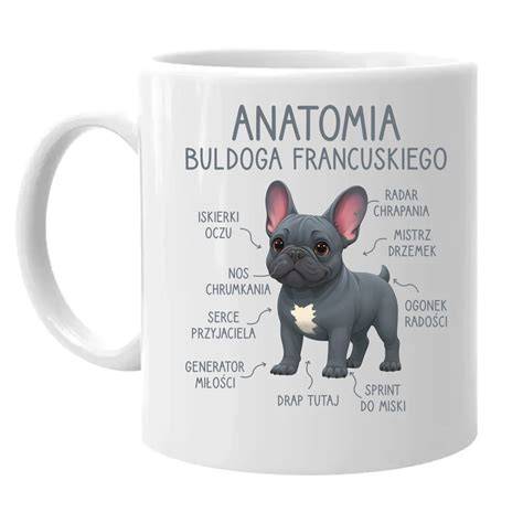 Infografika: Anatomia Amerického buldoga a typické farebné varianty