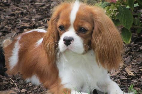 Kavalier king charles španiel s dieťaťom