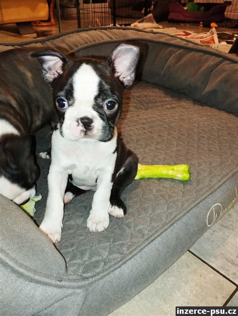 Bostonský teriér hrá sa s hračkou